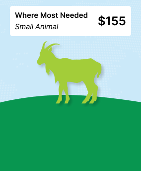 Qurban to Where Most Needed (Small Animal) 